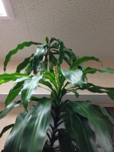 20130120_102702 20130120_102702.jpeg