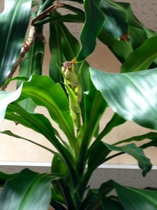 20130120_102702_2 20130120_102702_2.jpeg